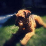 Airedale Terrier de 5 ans : Scooby - Airedale Terrier (5 ans)