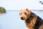Photo Airedale Terrier