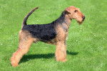 Photo Airedale Terrier