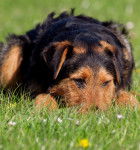 Photo Airedale Terrier