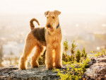 Photo Airedale Terrier