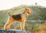 Photo Airedale Terrier