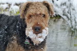 Photo Airedale Terrier