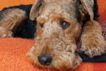 Photo Airedale Terrier