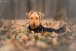 Un Airedale Terrier allongé sur des feuilles d'automne