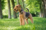 Un Airedale Terrier en position statique sur de la pelouse