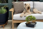 Un Airedale Terrier allongé sur un canapé et ayant la gueule ouverte 