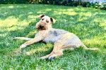 Un Airedale Terrier allongé sur une surface gazonnée 
