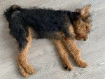 Un Airedale Terrier allongé sur un plancher et semblant dormir