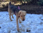 Un Airedale Terrier sur une surface enneigée et portant un harnais 