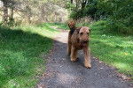 Un Airedale Terrier marchant sur un chemin et ayant la langue pendante 