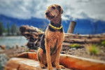 Un Airedale Terrier assis et portant un collier autour du cou