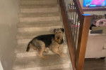Un Airedale Terrier allongé sur une marche d'escalier et regardant vers la caméra