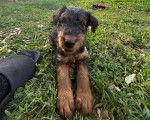Un chiot Airedale Terrier allongé sur une surface herbacée 