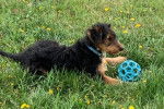 Un Airedale Terrier allongé sur une surface herbacée et portant un collier autour du cou