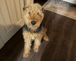 Un Airedale Terrier assis sur un plancher 