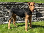 Un Airedale Terrier sur une surface gazonnée 