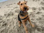 Un Airedale Terrier assis sur une surface sableuse et portant un harnais 