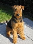 Belle - Airedale Terrier (2 ans)