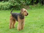 Ubac Med - Airedale Terrier M&acirc;le (8 ans)