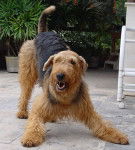 Teddy - Airedale Terrier M&acirc;le