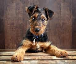 tupa - Airedale Terrier (3 mois)