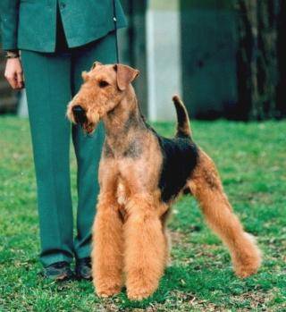 Airedale Terrier - Airedale Terrier