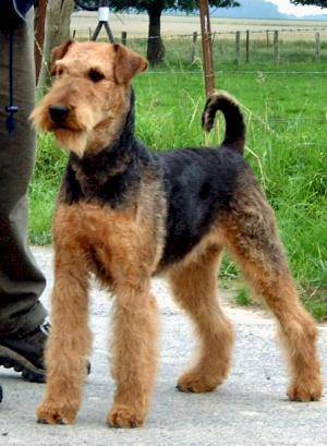 Airedale Terrier - Airedale Terrier