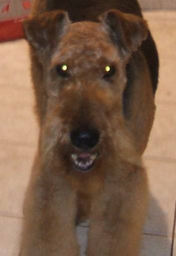 airedale terrier - Airedale Terrier