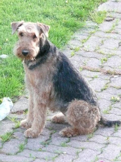 airedale terrier vicky - Airedale Terrier