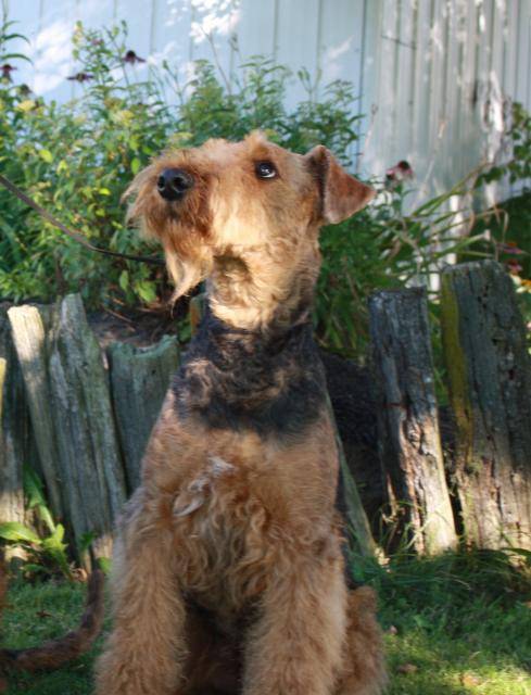 Airedale Terrier Giroflée - Airedale Terrier