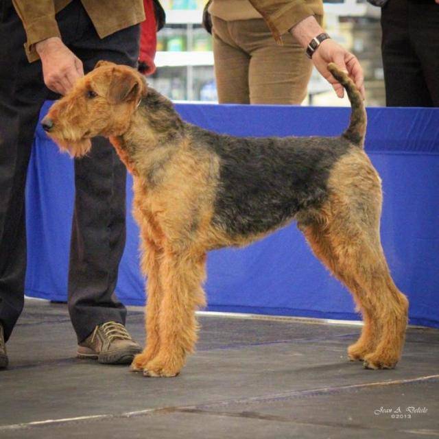 Airedale Terrier Norbert - Airedale Terrier