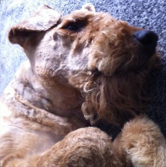 Scooby se repose - Airedale Terrier
