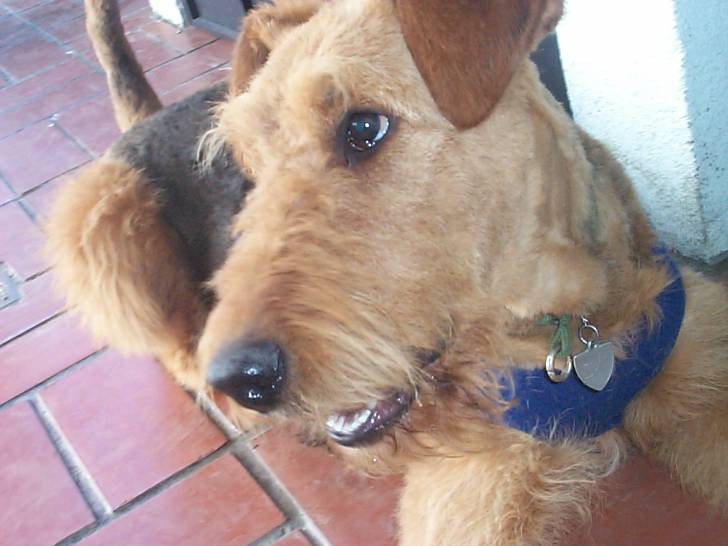 Lola comme on l'apelle - Airedale Terrier