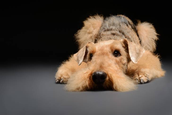 Un Airedale Terrier allongé lors d'une séance photo professionnelle 