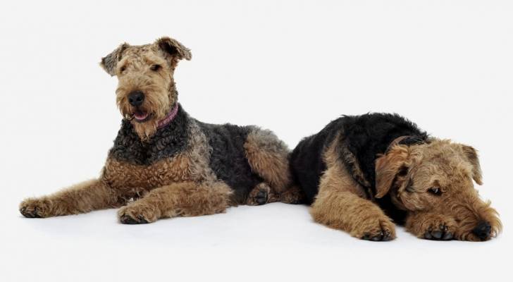 Photo Airedale Terrier