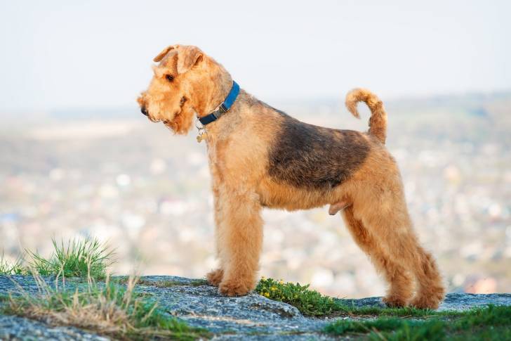 Photo Airedale Terrier