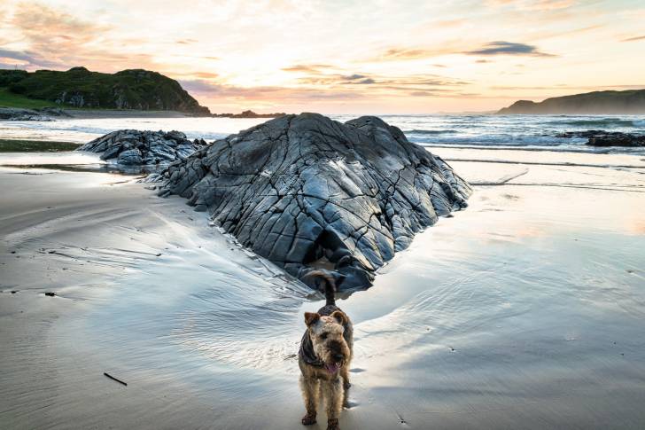 Un Airedale Terrier en promenade au bord de la plage