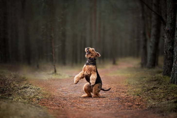 Un Airedale Terrier qui se tient sur ses pattes arrières au milieu d'un sentier