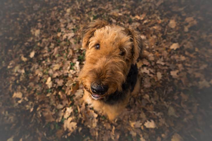 Portrait d'un Airedale Terrier 