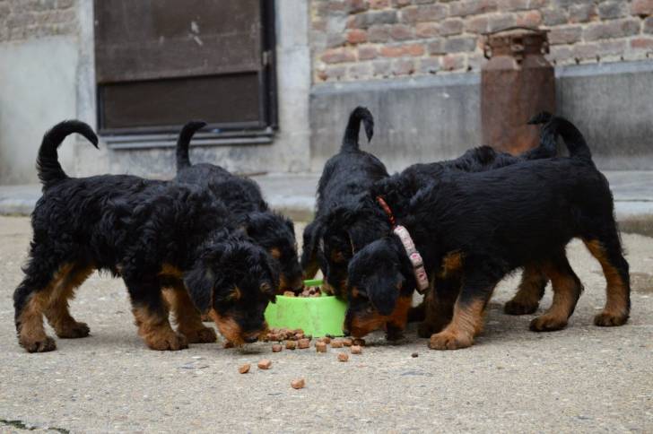 Une portée de chiots Airedales Terriers en train de manger de leur gamelle