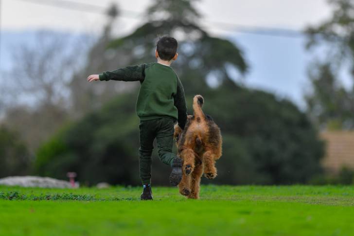 Un Airedale Terrier en train de courir à côté d'un petit garçon