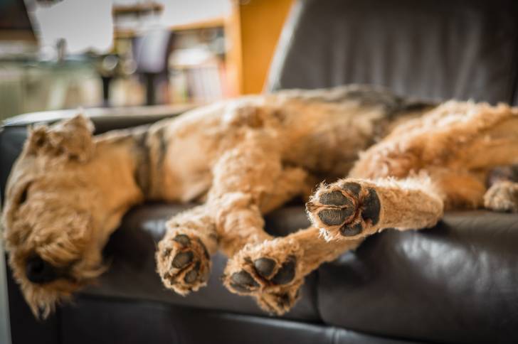 Un Airedale Terrier allongé dans un canapé en cuir
