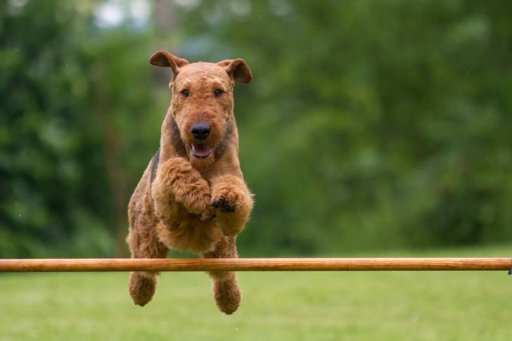 Un Airedale Terrier en train de sauter un obstacle