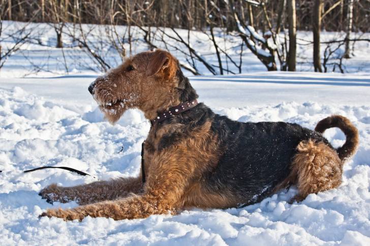 Un Airedale Terrier allongé dans la neige