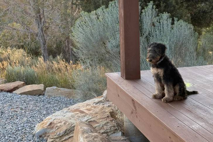 Un Airedale Terrier assis sur une terrasse et portant un collier autour du cou