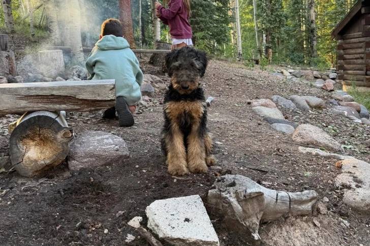 Un Airedale Terrier assis sur une surface sableuse 