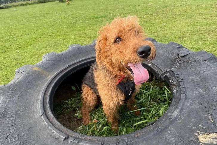 Un Airedale Terrier assis sur un terrain herbeux et ayant la langue pendante 