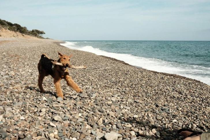 Un Airedale Terrier sur des gravillons et ayant un bout de bois dans sa gueule 