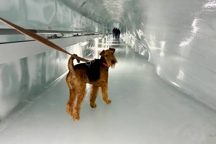 Un Airedale Terrier regardant vers la caméra et qui est tenu en laisse 